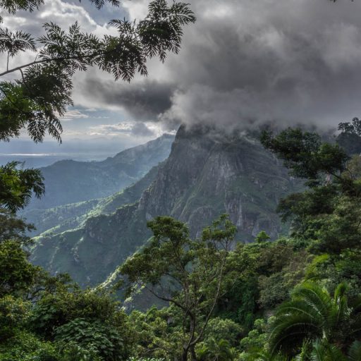 Rain Forest, Western Usambara Mountains,  near Lushoto, Tanzania