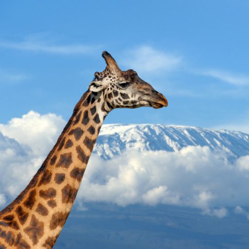 giraffe-kilimanjaro-mountain-national-park-kenya